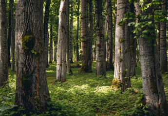 Fototapeta premium A beautiful green forest 