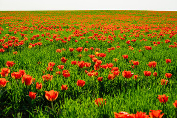tulip Greig field