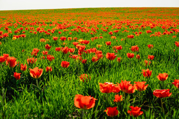 Obraz premium tulip Greig field