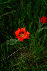 tulip Greig field