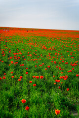 field tulips