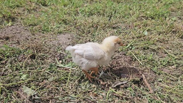 Pollito de gallina disfrutando en libertad