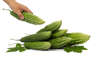 In Good Hands: Bitter Gourd Ready for Preparation
