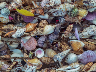Sea shells collected on the coast of Greece  - background