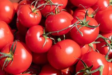 Fresh Tomatoes on the Vine. Select focus.