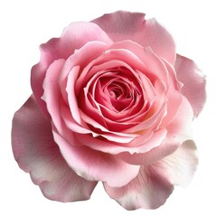 Blooming Rose. Pink Floral Blossom Isolated on White Background