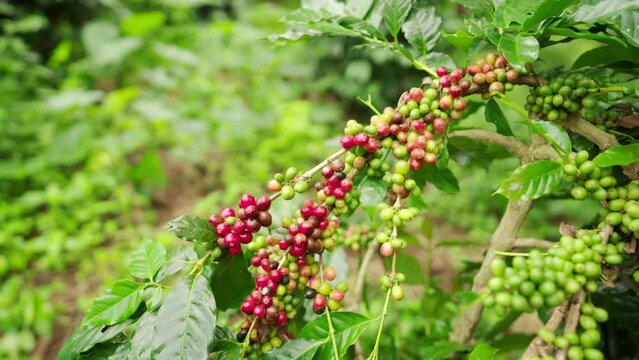 Dolly, ripe and unripe arabica coffee berries or cherries on tree on plantation