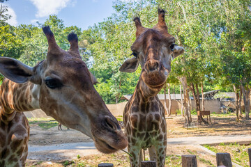Giraffe long neck safari animal with green tree background