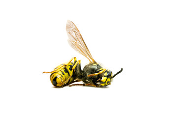 dead wasp on white background