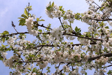 a tree with white flowers and green leaves