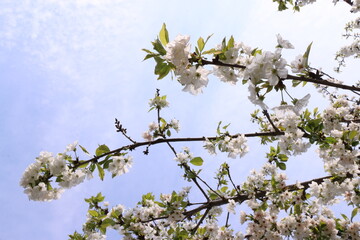a tree with white flowers and green leaves