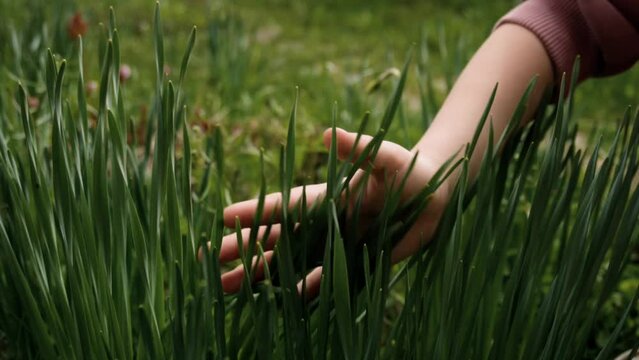 the child runs his hand over the green grass. touches the green grass