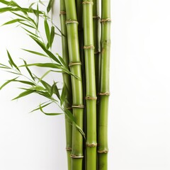 Green Bamboo Plant Beside White Wall