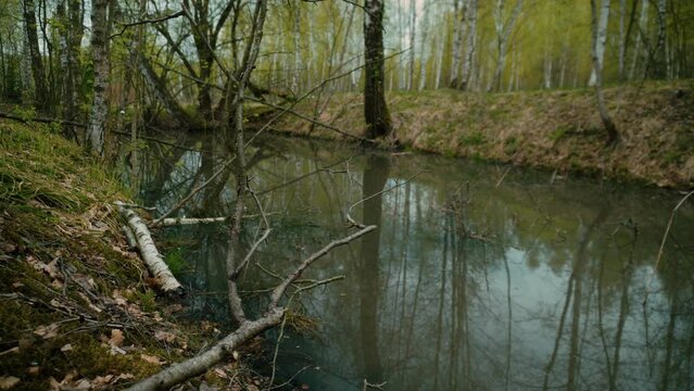 the gloomy forest. swamp. a small pond