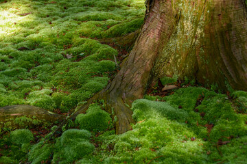 日本の風景　緑が美しい苔