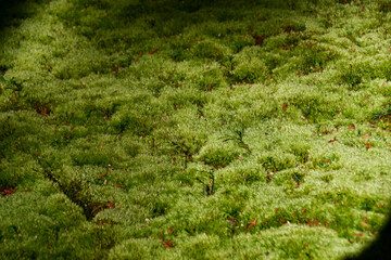 日本の風景　緑が美しい苔