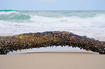 Stick with shells on the seashore