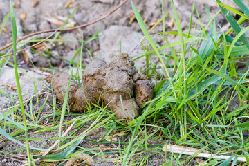 Hundekothaufen im Freien