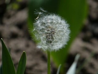 dandelion seed head