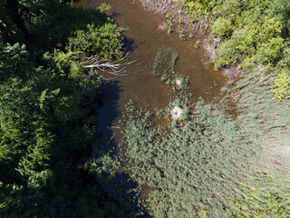 Aerial top down of pond and trees in Grunewald forest on a sunny summer day in Berlin