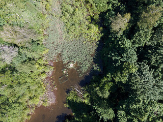 Aerial top down of pond and trees in Grunewald forest on a sunny summer day in Berlin