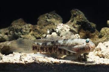 Adult male Mud-reef Goby (Exyrias belissimus) fish face close up