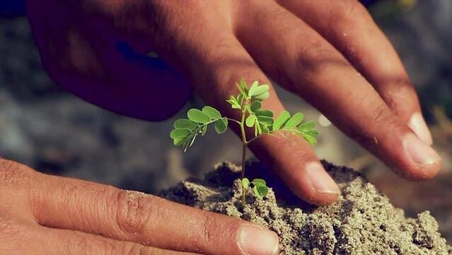 Young hand hoeing the soil. hands planting green seedling. Hands carrying a sapling planting new tree. Environment Day Concept. urban agriculture, allotments, urban farming, sustainable garden.