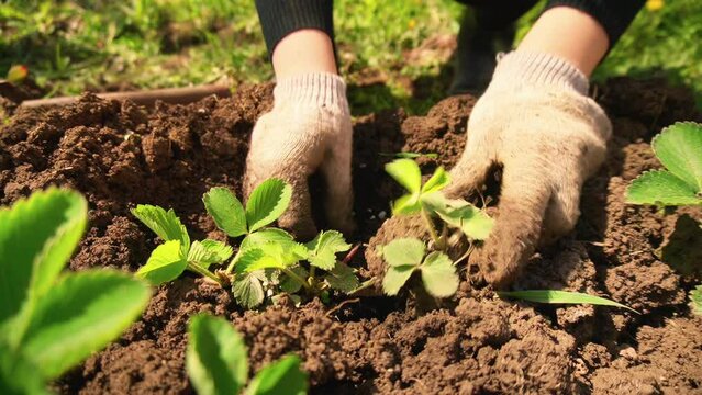 a person plants strawberry sprouts in the prepared ground. strawberry. spring
