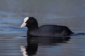 Eurasian coot, dark waterbird with a white forehead, Fulica atra in Belarus