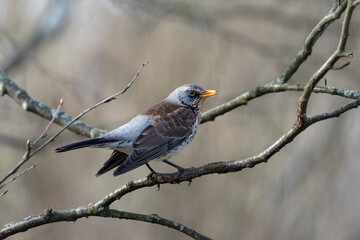 Fieldfare, thrush on a tree, Turdus pilaris in Belarus