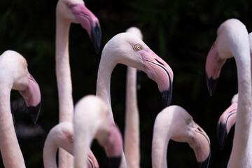 greater flamingos, flock of birds