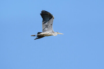 Grey heron in flight, Ardea cinerea in Belarus