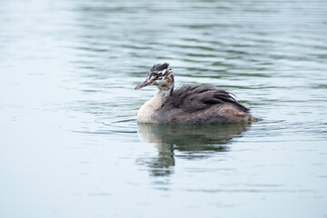 great crested grebe, young bird in the water