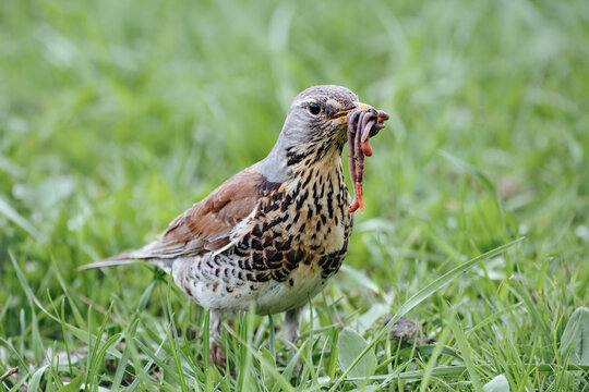 Fieldfare, bird with earthworms in the beak, Turdus pilaris in Belarus
