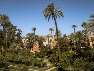 Fototapeta premium Palm trees and buildings in the gardens of Real Alcazar de Seville
