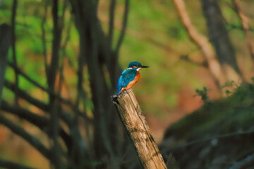 Close-up of kingfisher on a branch