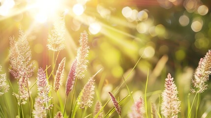 Obraz premium A tight shot of a sunlit grass field Trees frame the background, their leaves transparency revealing the golden sun Grass blankets the foreground
