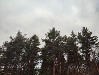 majestic pine trees against an overcast sky