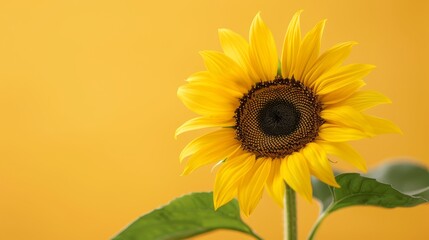 Obraz premium A sunflower in tight focus against a yellow backdrop, with soft blur around its central bloom