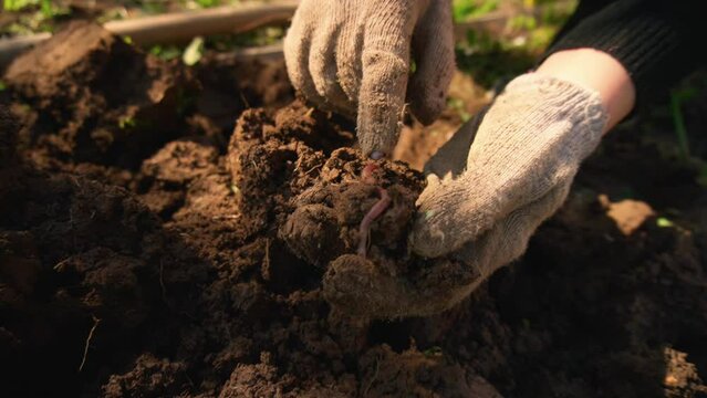 earthworm close-up in human hands