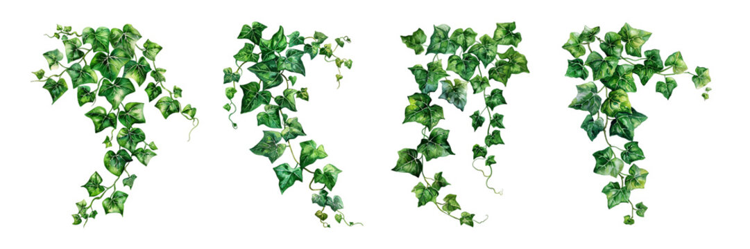Watercolor ivy plant isolated on transparent background. 