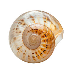 side view of shell transparent isolated on white png
