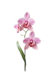 Delicate Pink Orchid Flower on Transparent Background