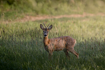 Koziołek