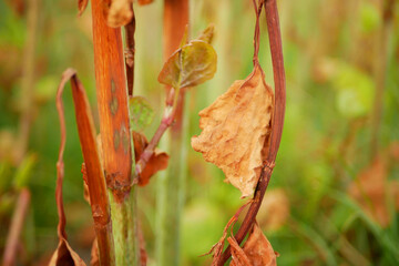 Knotweed Reynoutria sprayed herbicide close-up roundup destroys leaves leaf spray invasive village...