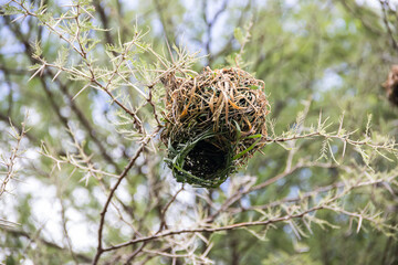 An intricately woven nest, meticulously crafted by birds from dry grass and branches, rests snugly...