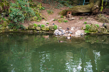 Lake with ornamental ducks and turtles in the forest.