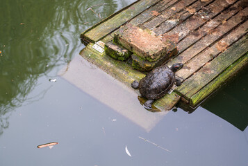 Turtle rests on wooden pier in the water.