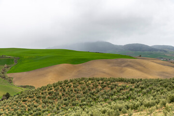 Panoramic view over hilly agricultural landscape in Andalusia, Spain, with olive trees, fresh and...