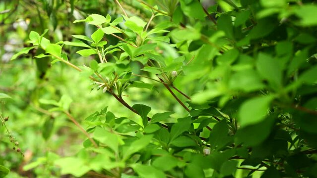 風に揺れる若葉　ドウダンツツジ